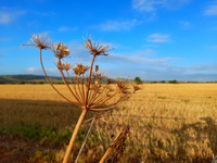 August wheat field near Crediton.